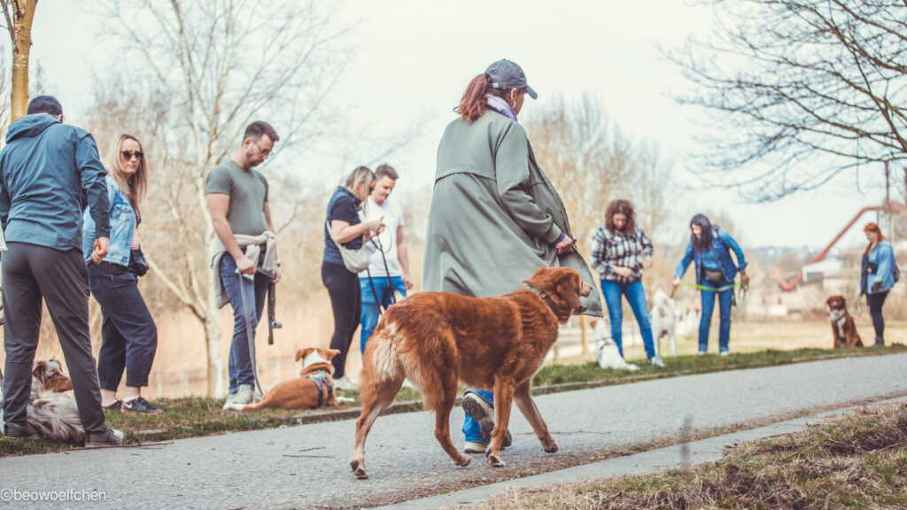 Hunde an der Leine spazieren